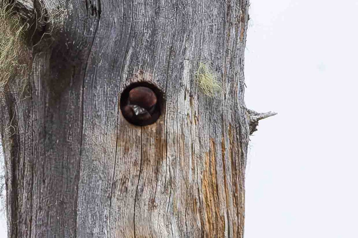 Red-breasted Sapsucker - ML620723925