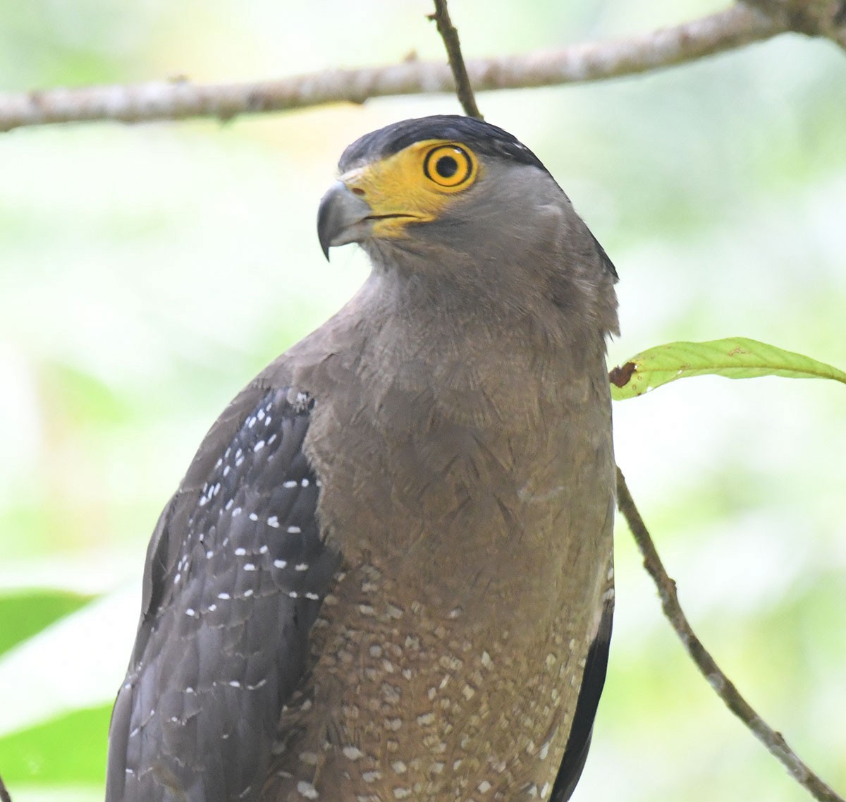 Crested Serpent-Eagle - Noreen Weeden