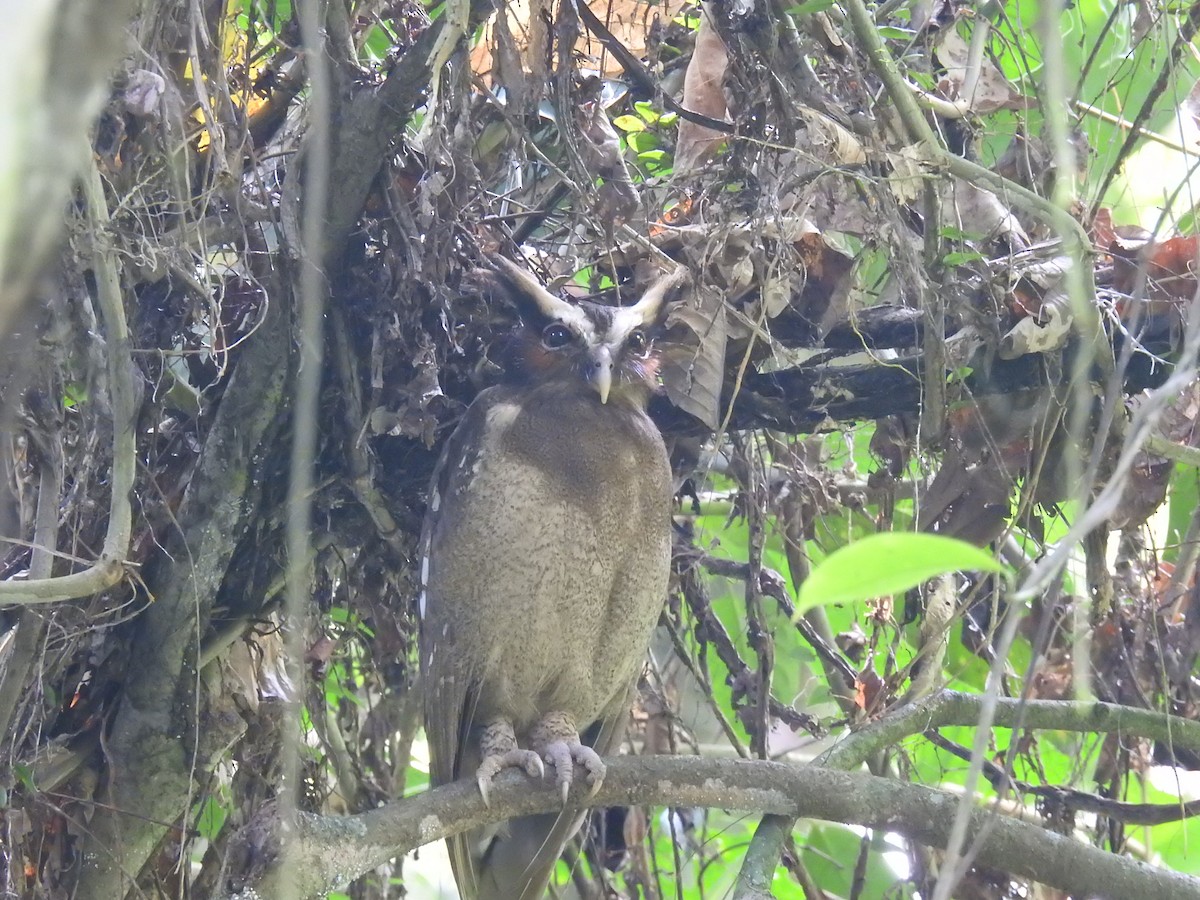 Crested Owl - ML620723953