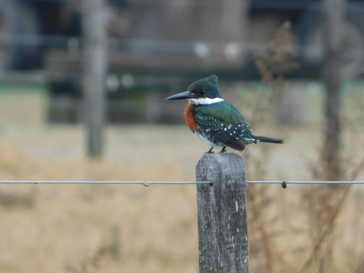 Green Kingfisher - ML620723963