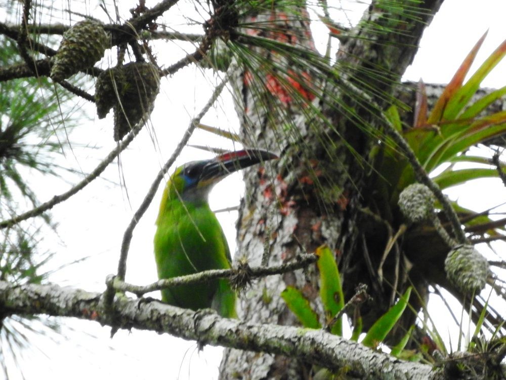 Groove-billed Toucanet - ML620723964
