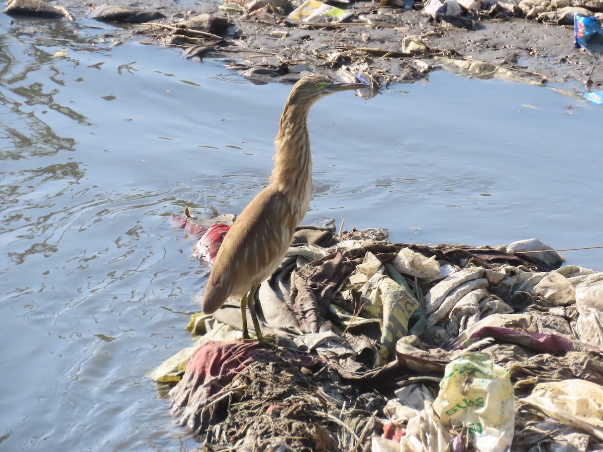 Indian Pond-Heron - ML620723966