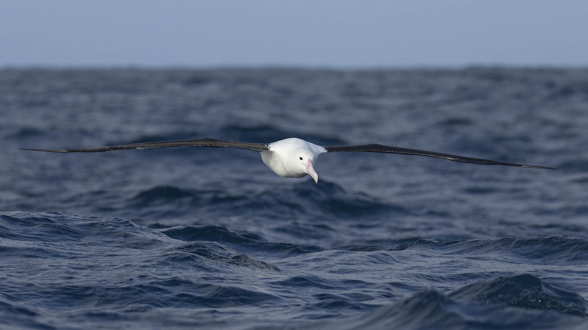 Northern Royal Albatross - Oscar Thomas