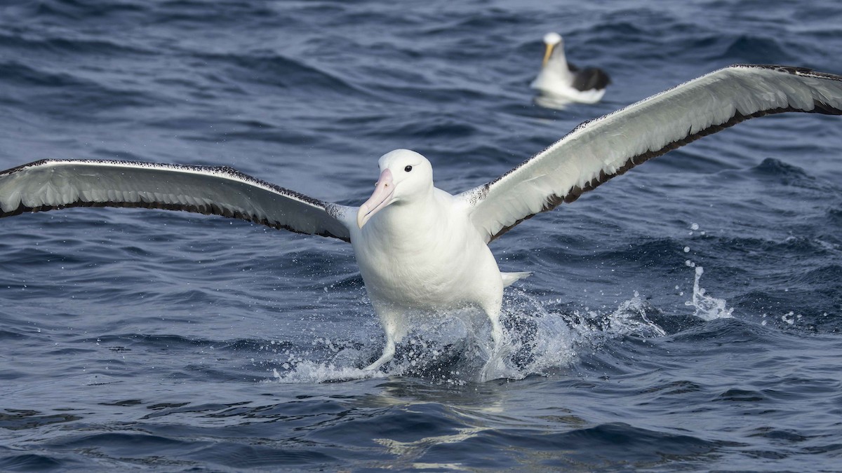 albatros královský - ML620723977