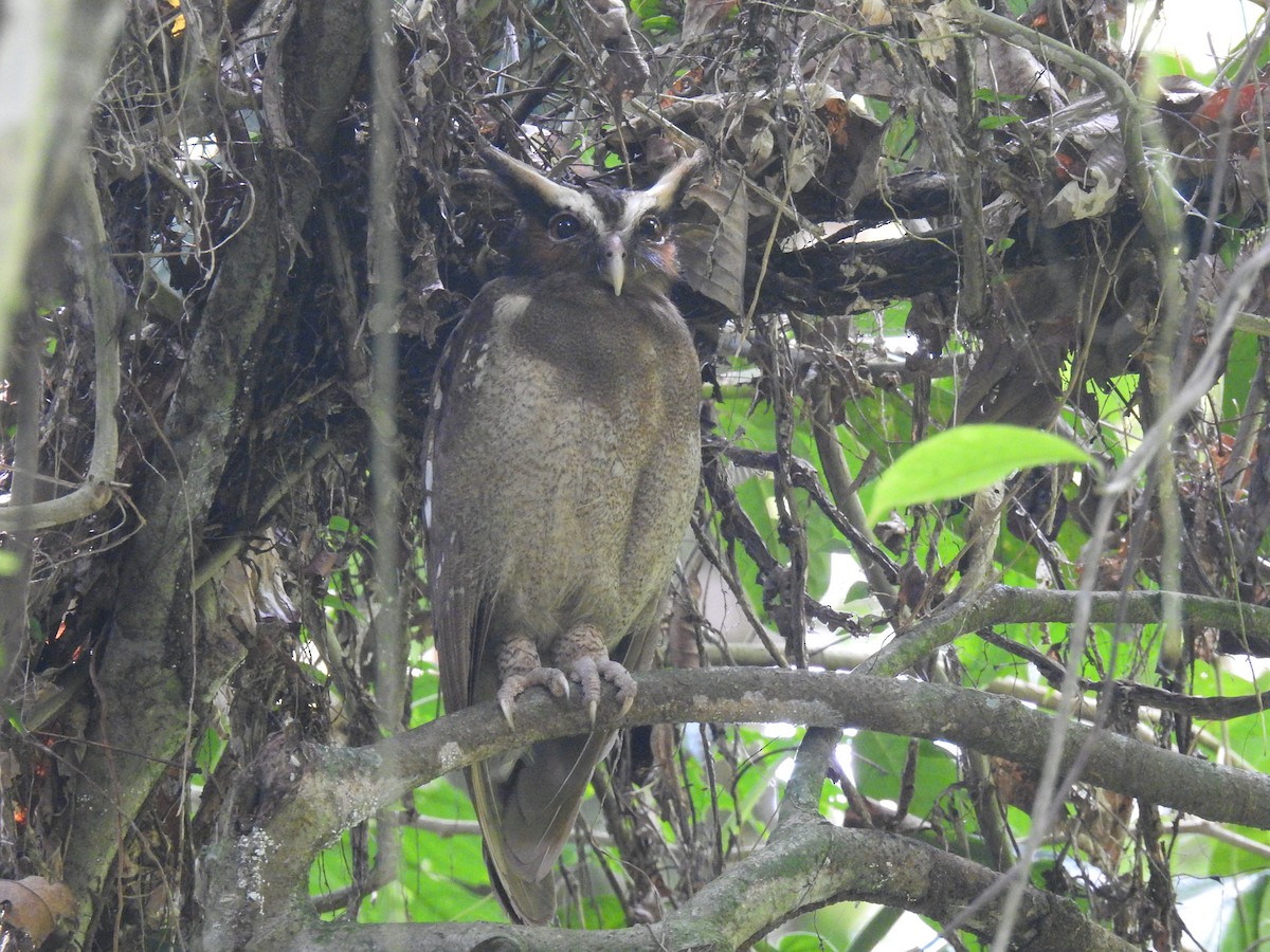 Crested Owl - ML620723978