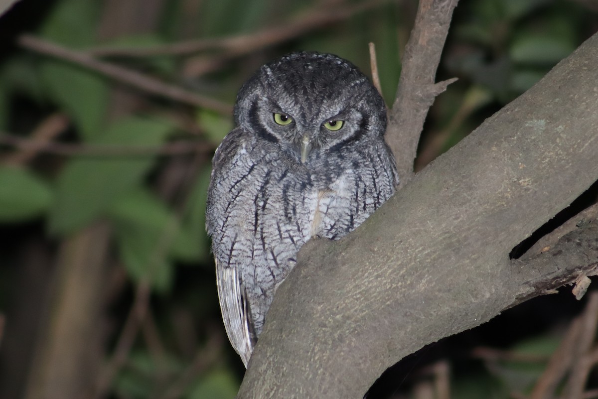 Tropical Screech-Owl - Valentin Regis