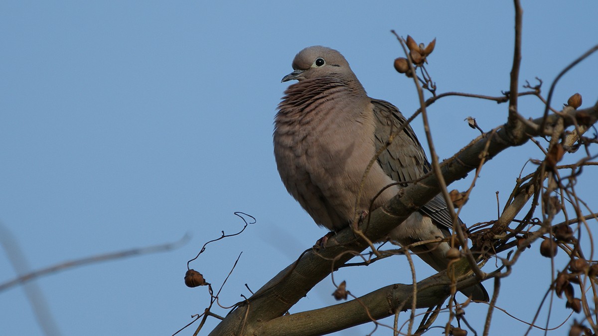 Eared Dove - ML620723986