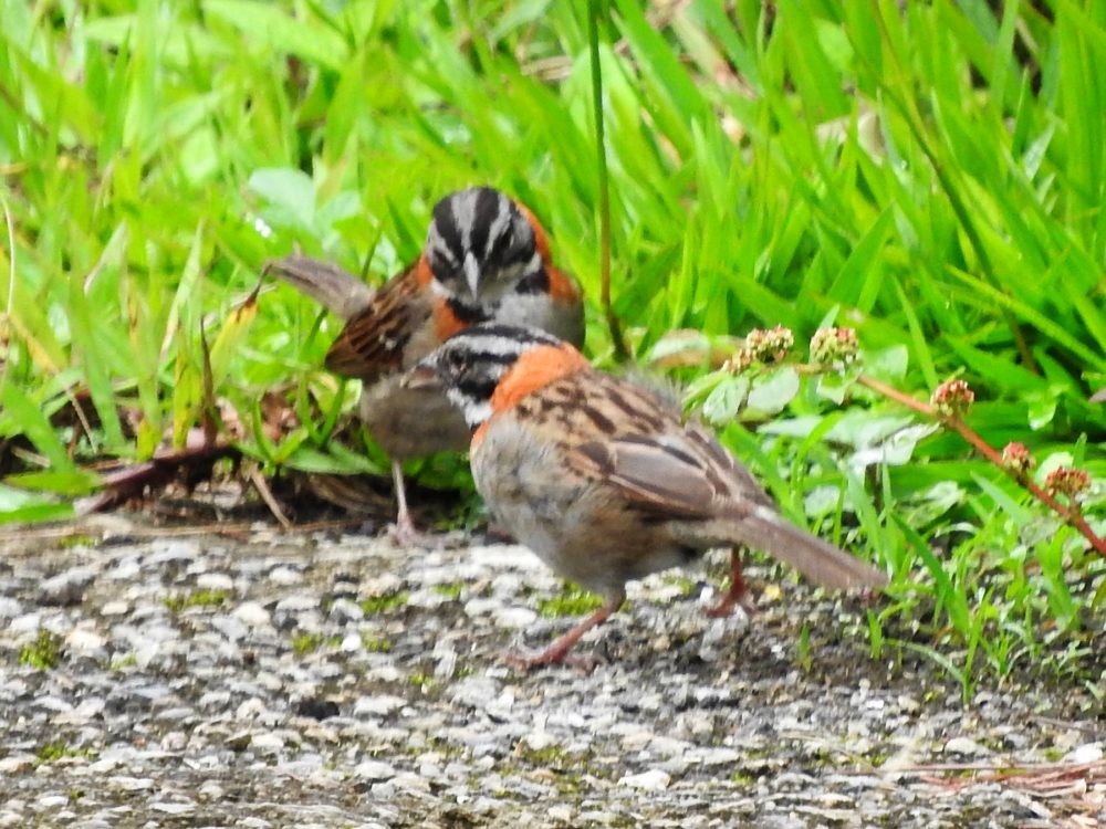 Rufous-collared Sparrow - ML620723987