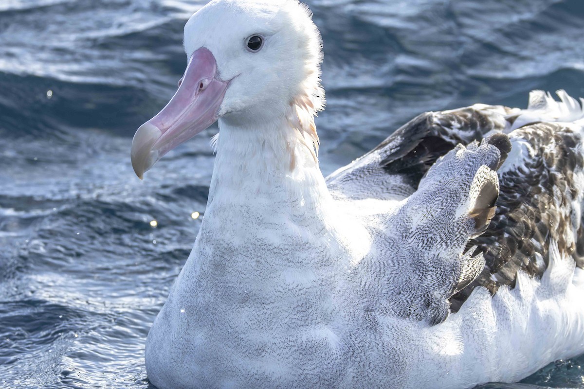 Antipodenalbatros (gibsoni) - ML620723989