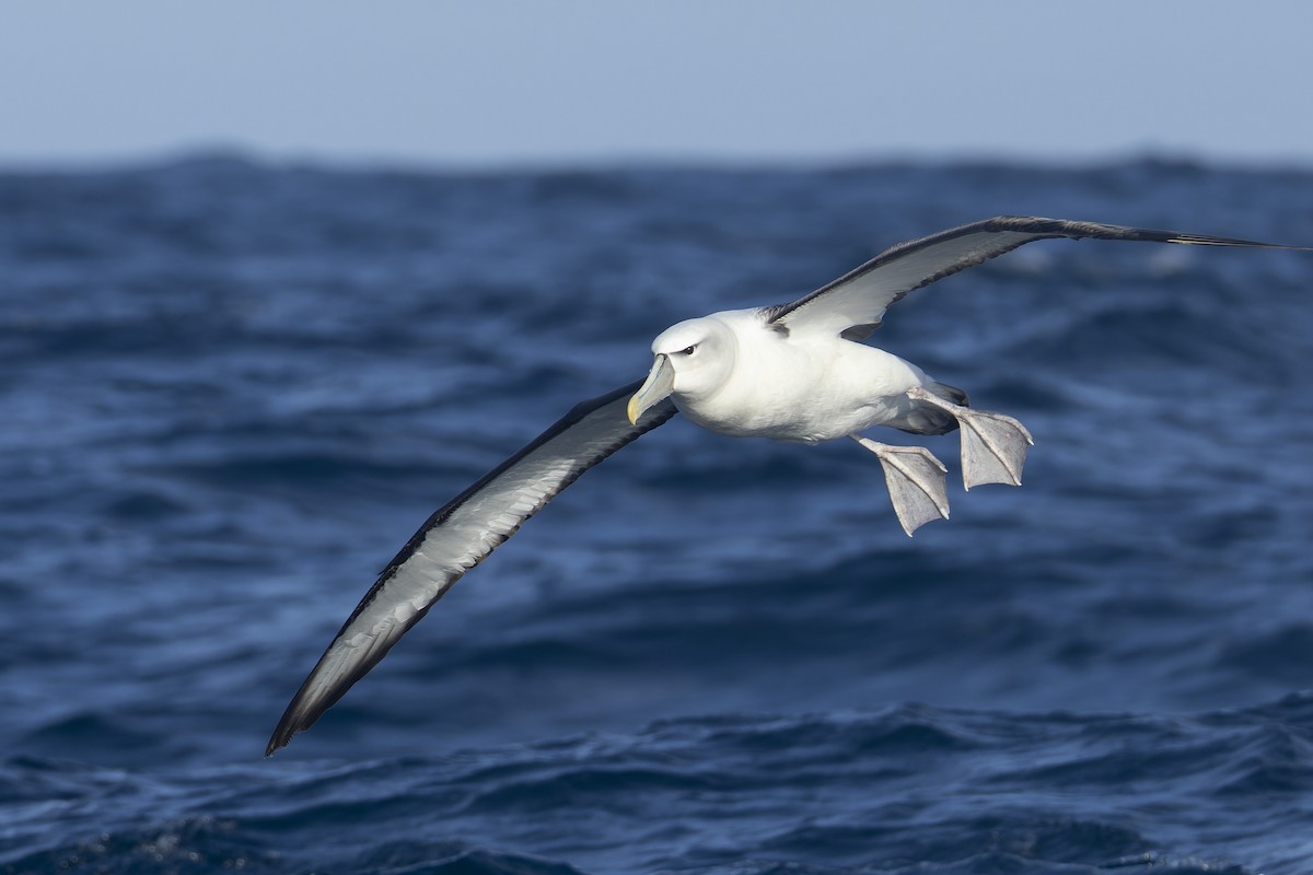 Albatros à cape blanche - ML620723994