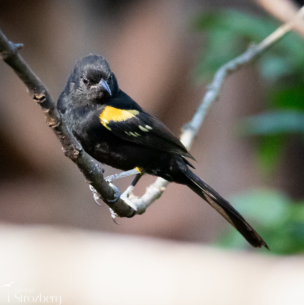 Variable Oriole - ML620723996