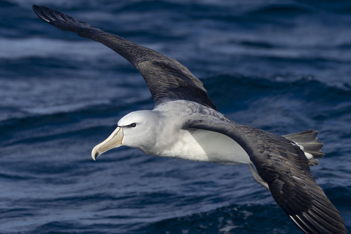 Salvin Albatrosu - ML620723998