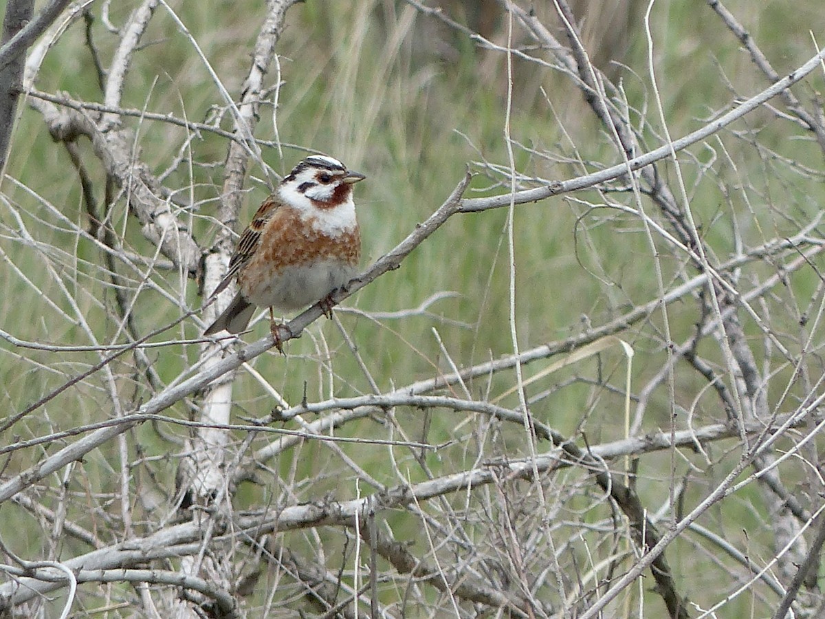 Pine Bunting - ML620723999