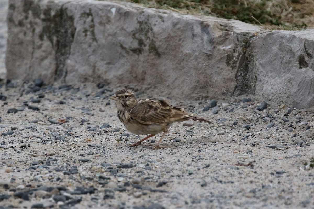 Crested Lark - ML620724001