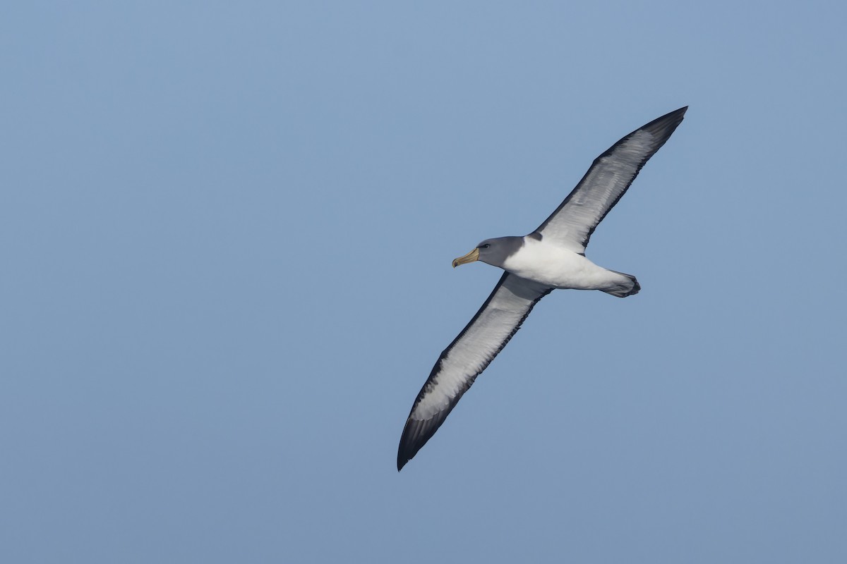 albatros chathamský - ML620724002
