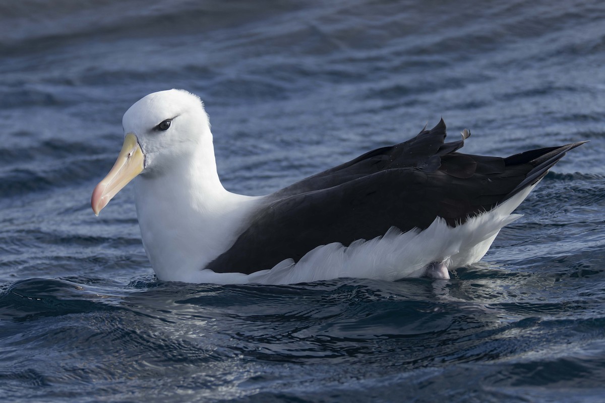 albatros černobrvý (ssp. melanophris) - ML620724006