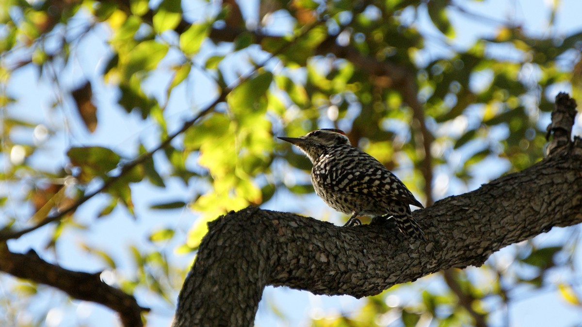 Checkered Woodpecker - ML620724007