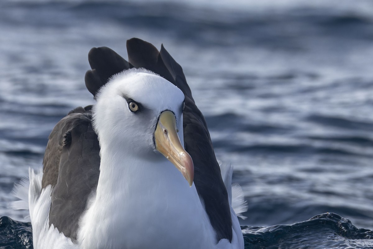 Albatros à sourcils noirs (impavida) - ML620724010