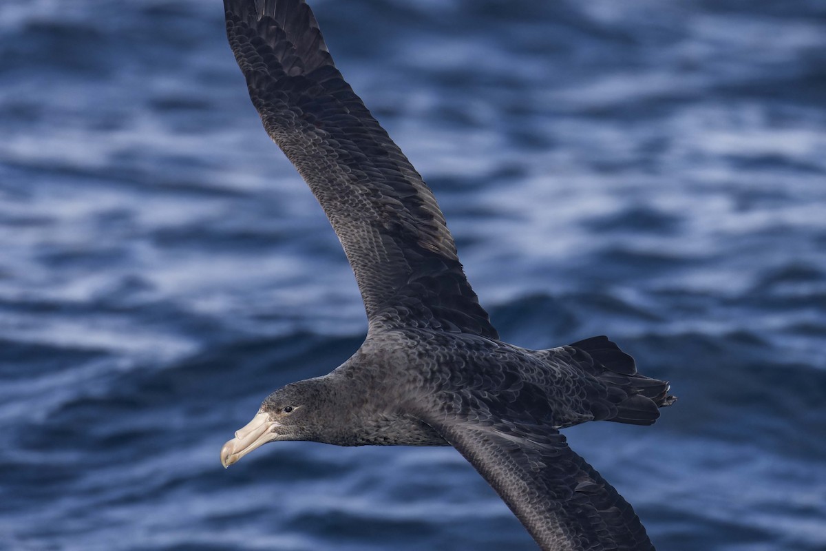 Northern Giant-Petrel - ML620724011