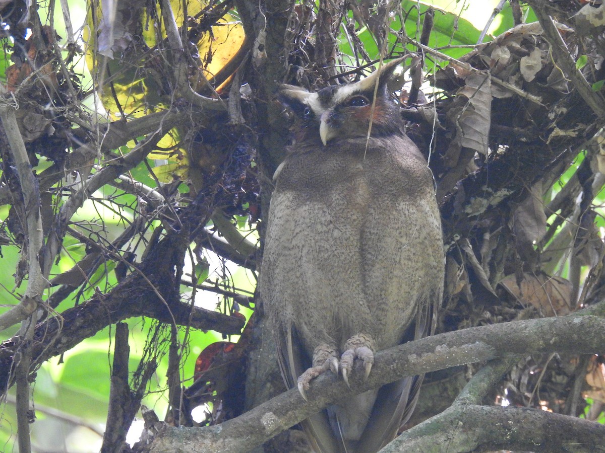 Crested Owl - ML620724012