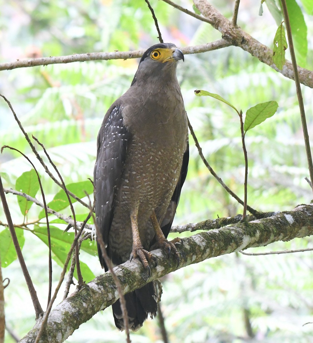 Crested Serpent-Eagle - ML620724018