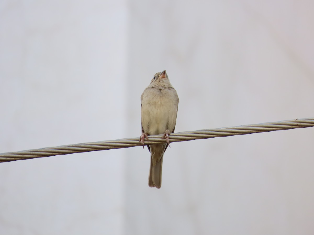 House Sparrow - ML620724019