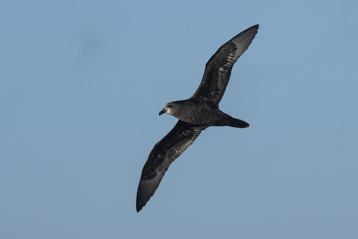 Gray-faced Petrel - Oscar Thomas