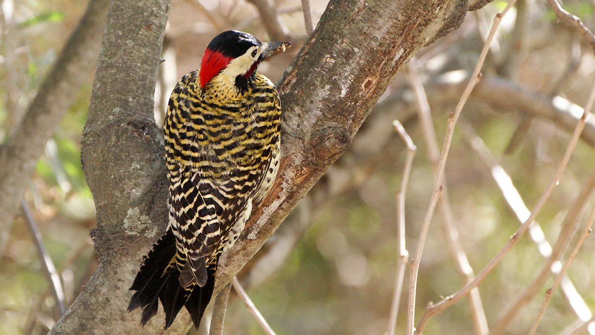 Green-barred Woodpecker - ML620724022