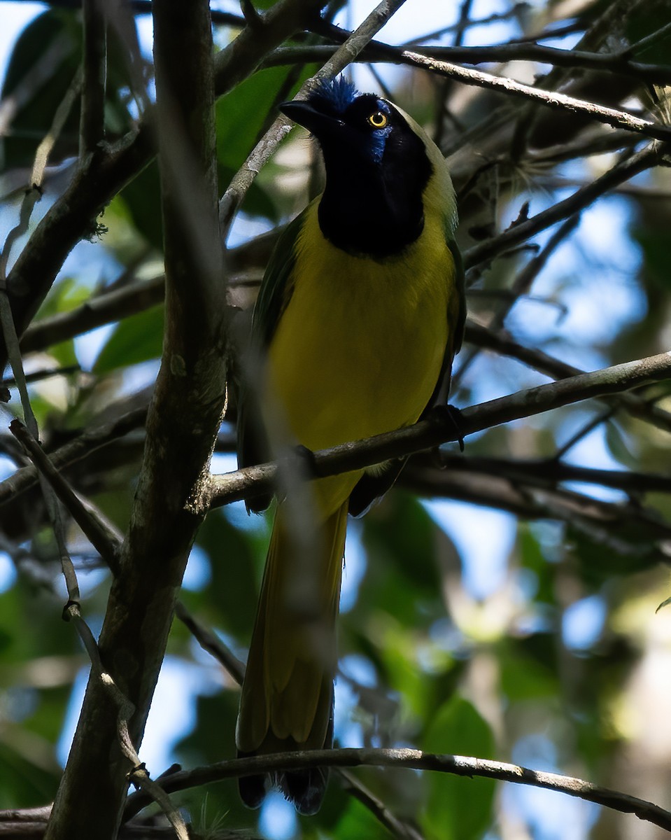 Green Jay - ML620724031