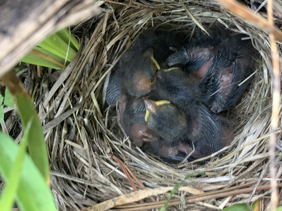 Dark-eyed Junco (Oregon) - ML620724033