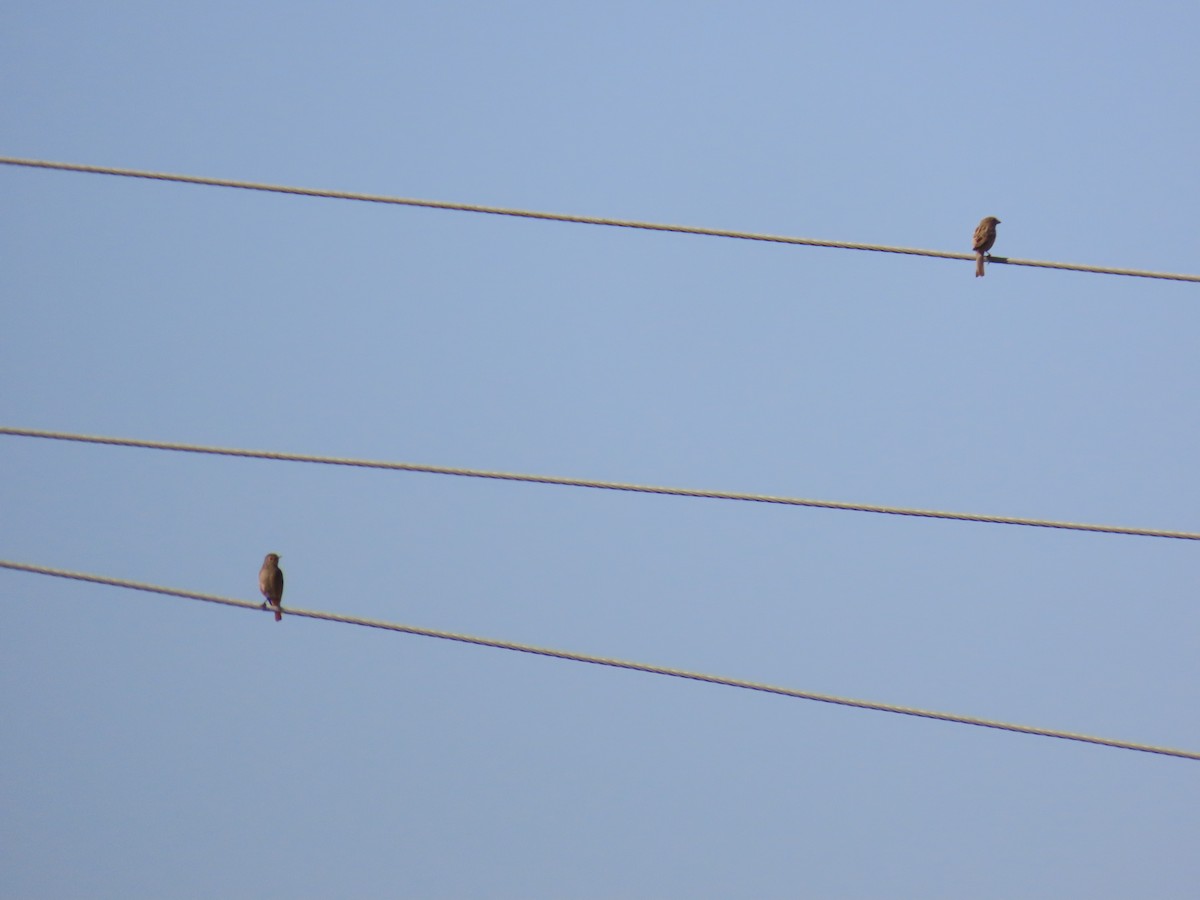 Brown Rock Chat - ML620724035