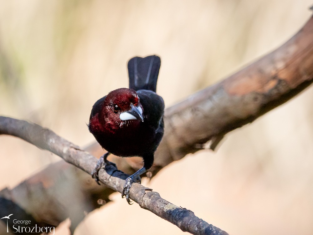 Silver-beaked Tanager - ML620724038