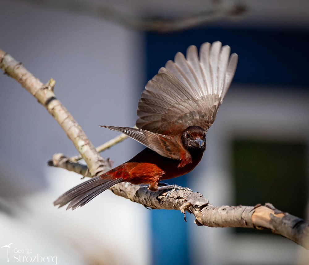 Silver-beaked Tanager - ML620724039