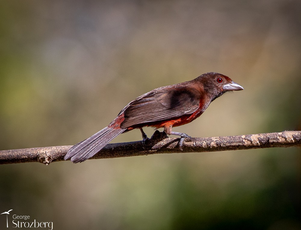 Silver-beaked Tanager - ML620724040