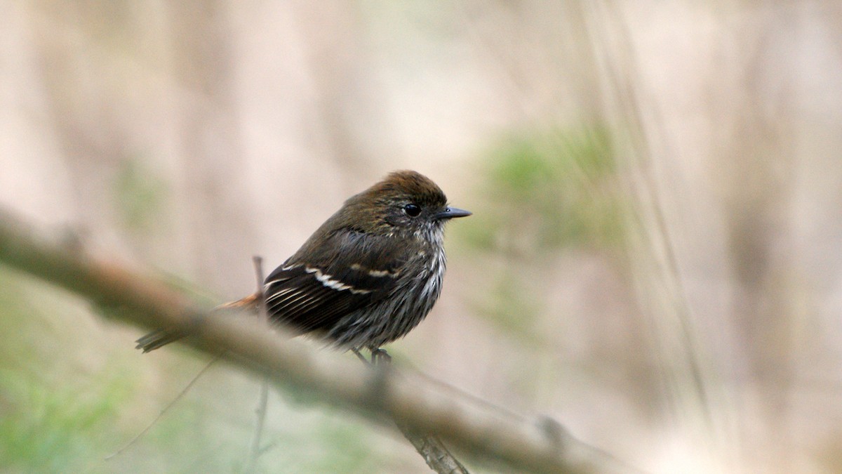 Blue-billed Black-Tyrant - ML620724045