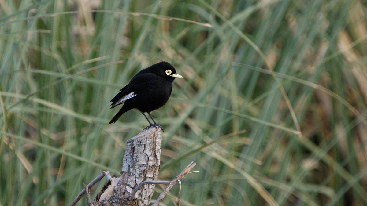 Spectacled Tyrant - ML620724050