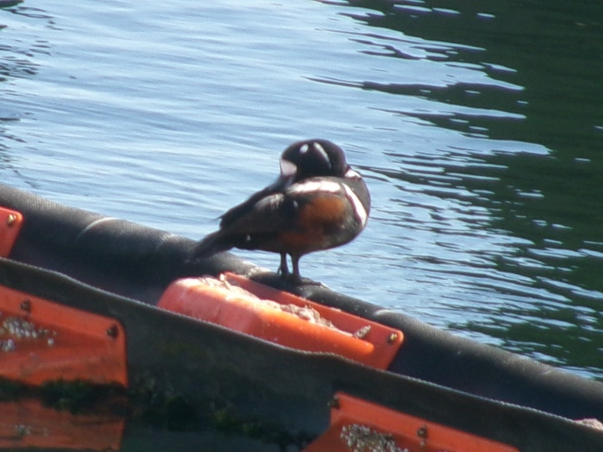 Pato Arlequín - ML620724051