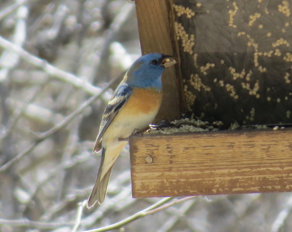 Lazuli Bunting - ML620724052