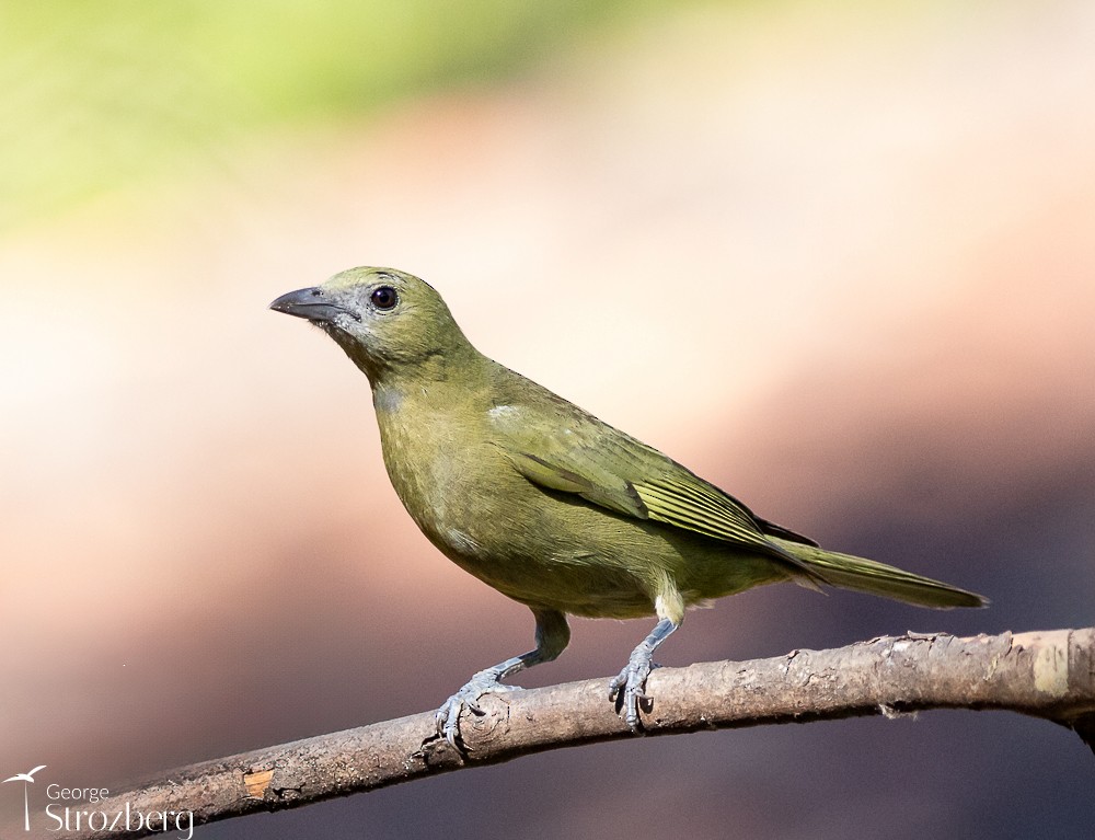 Palm Tanager - ML620724053