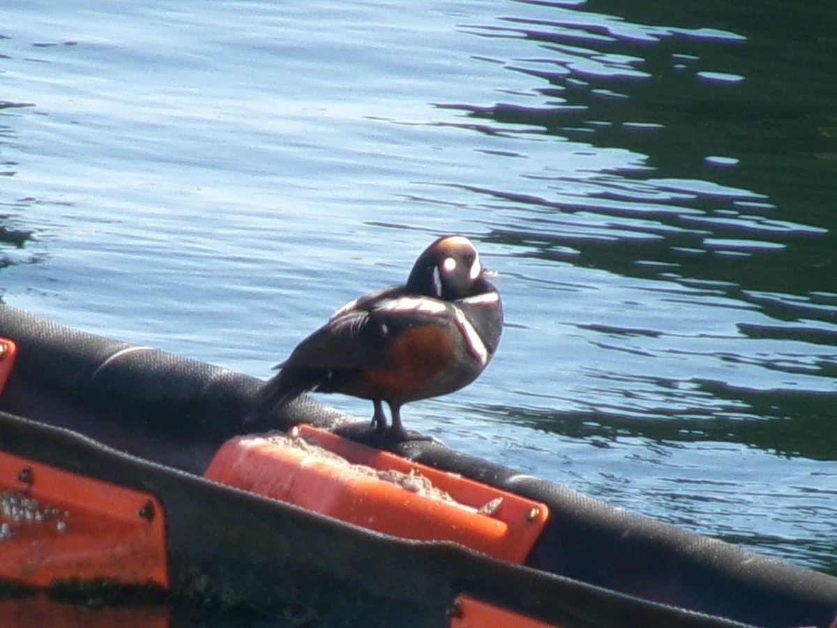 Harlequin Duck - ML620724060