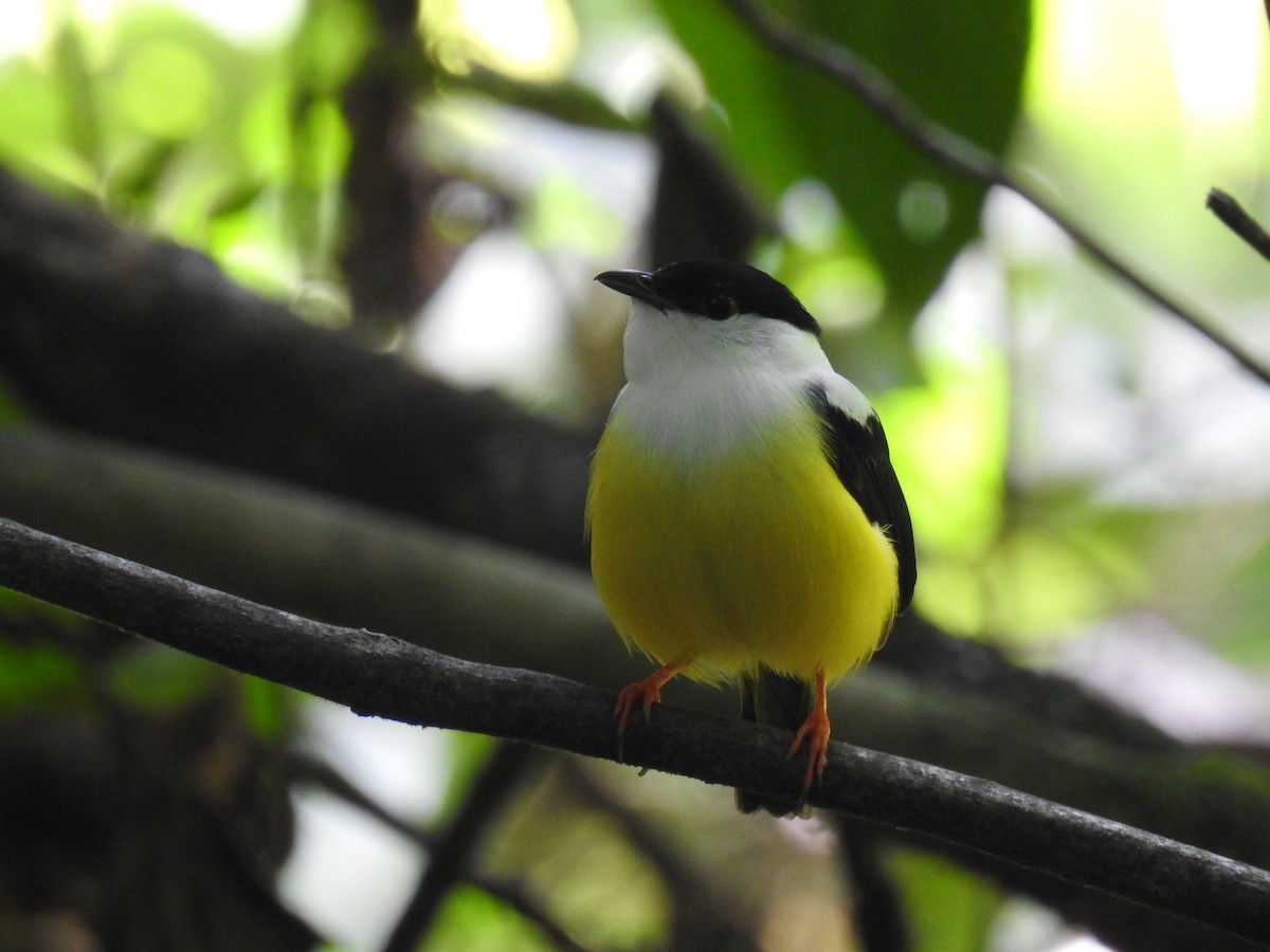 White-collared Manakin - ML620724062