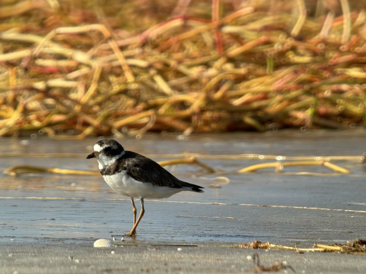 Semipalmated Plover - ML620724067