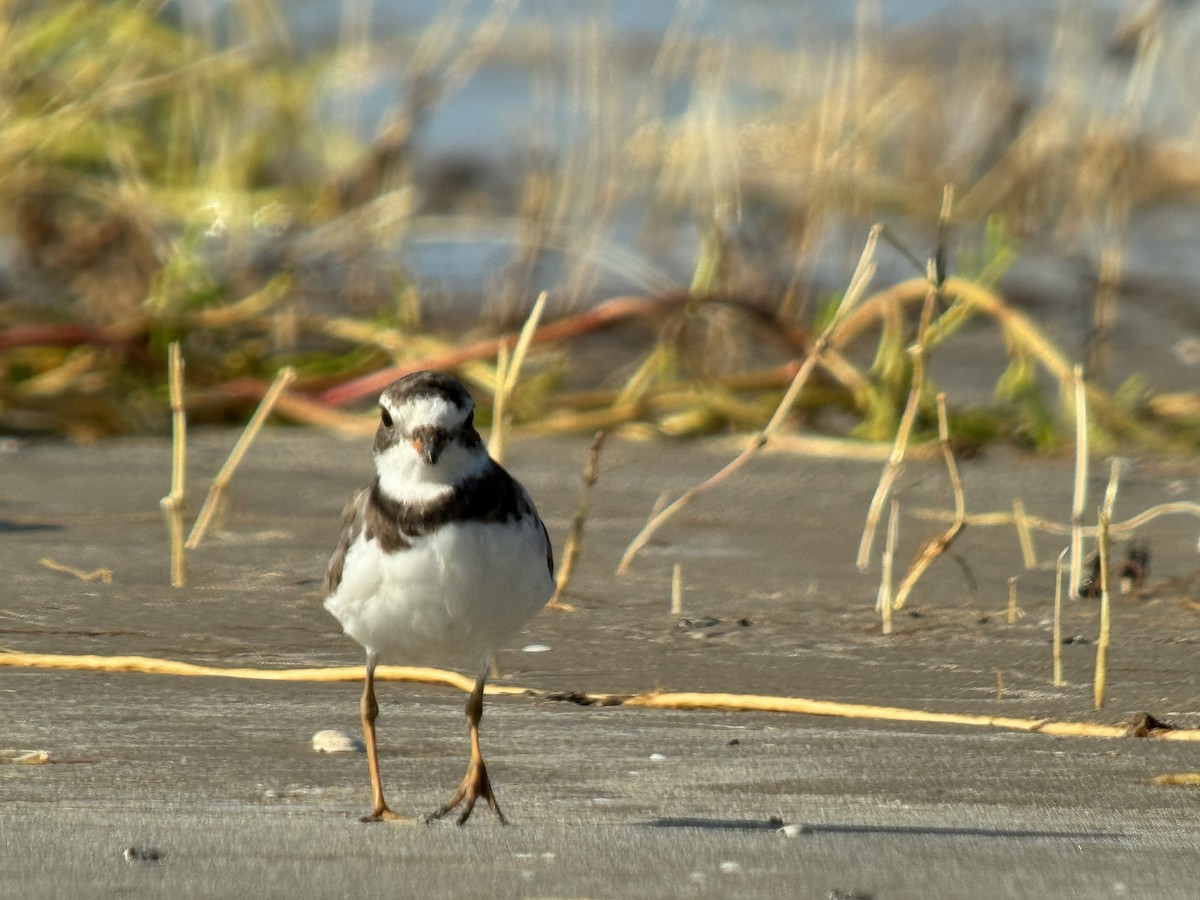 Semipalmated Plover - ML620724068