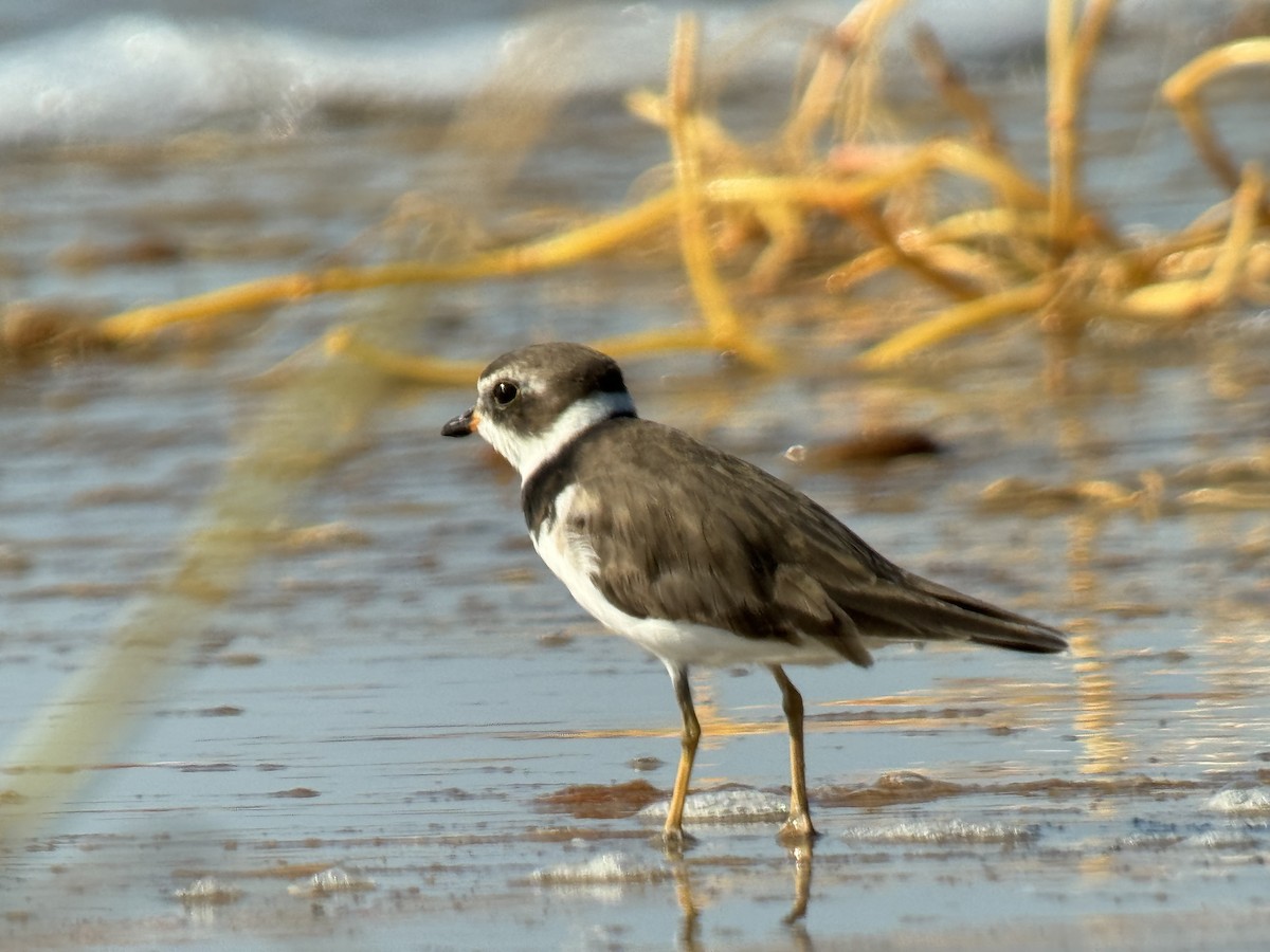 Semipalmated Plover - ML620724069