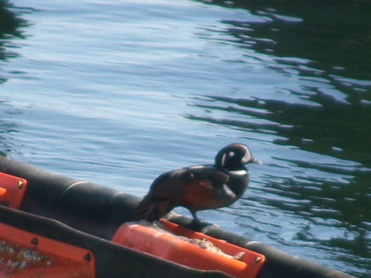 Harlequin Duck - ML620724071