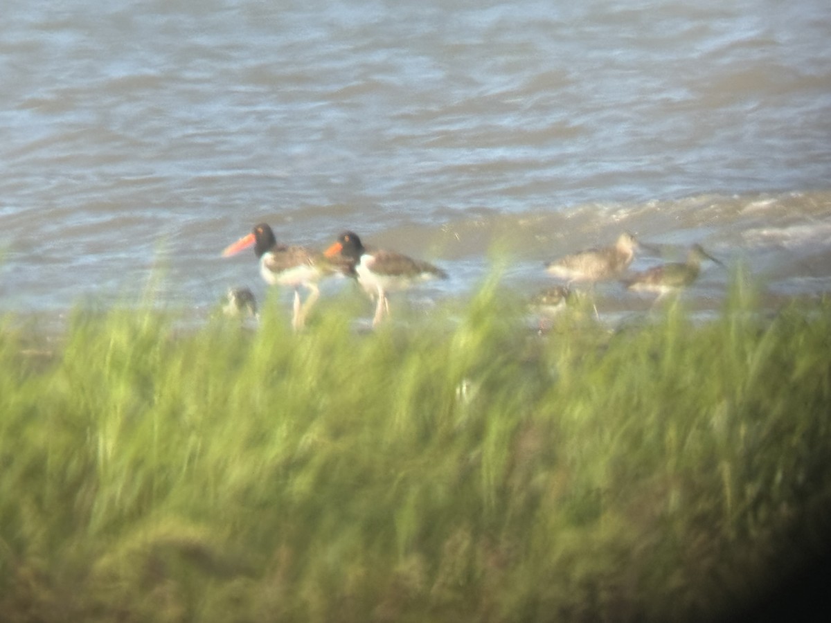 American Oystercatcher - ML620724081