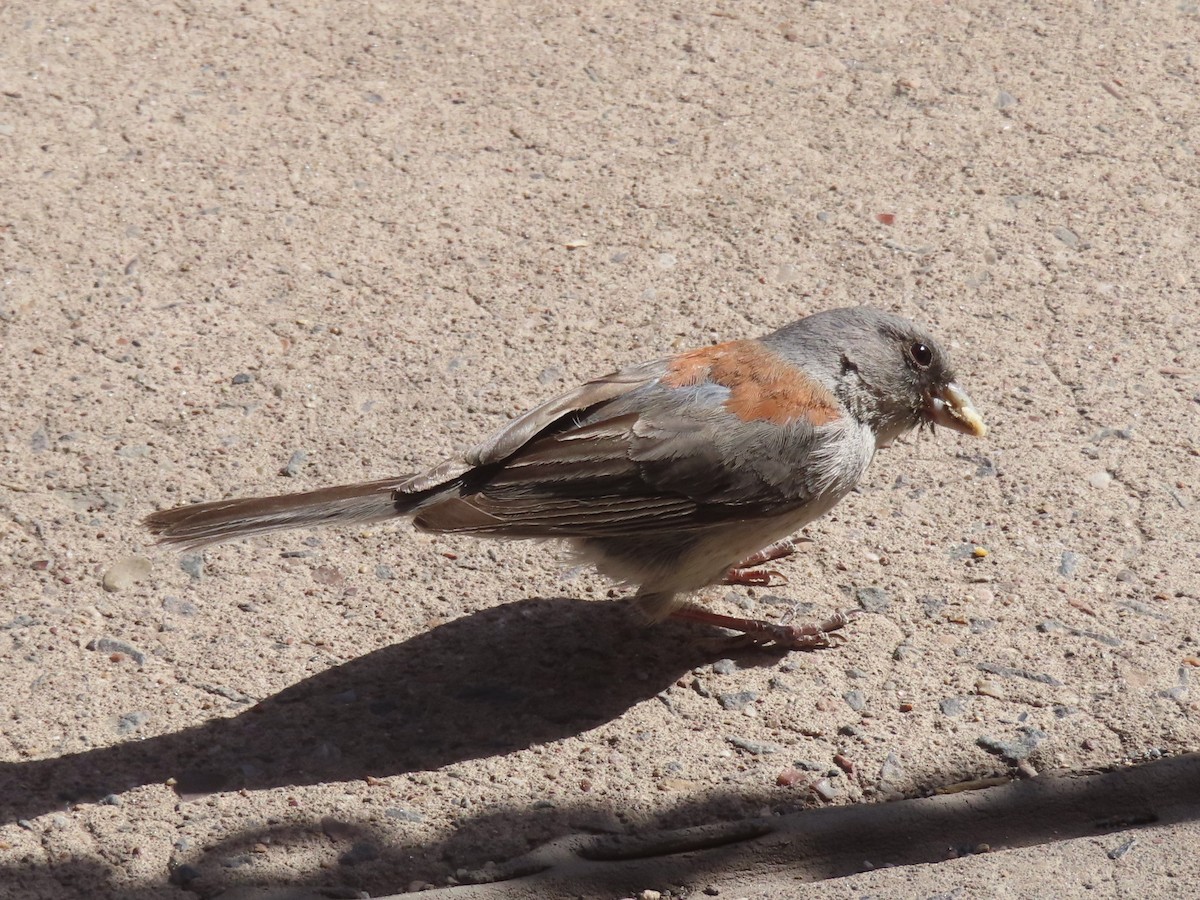 Dark-eyed Junco (Gray-headed) - ML620724088