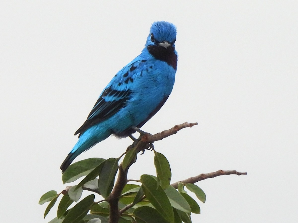 Cotinga Azul - ML620724096