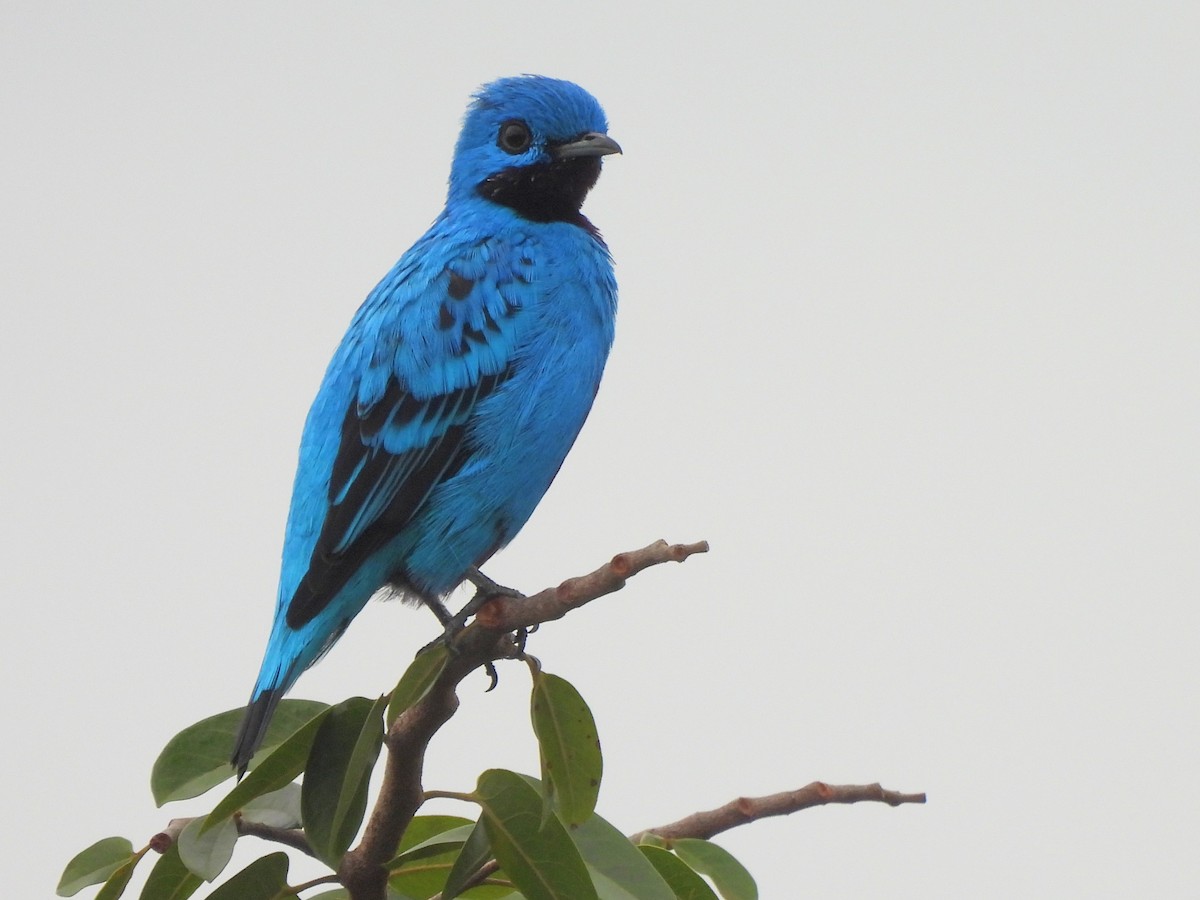 Cotinga Azul - ML620724097