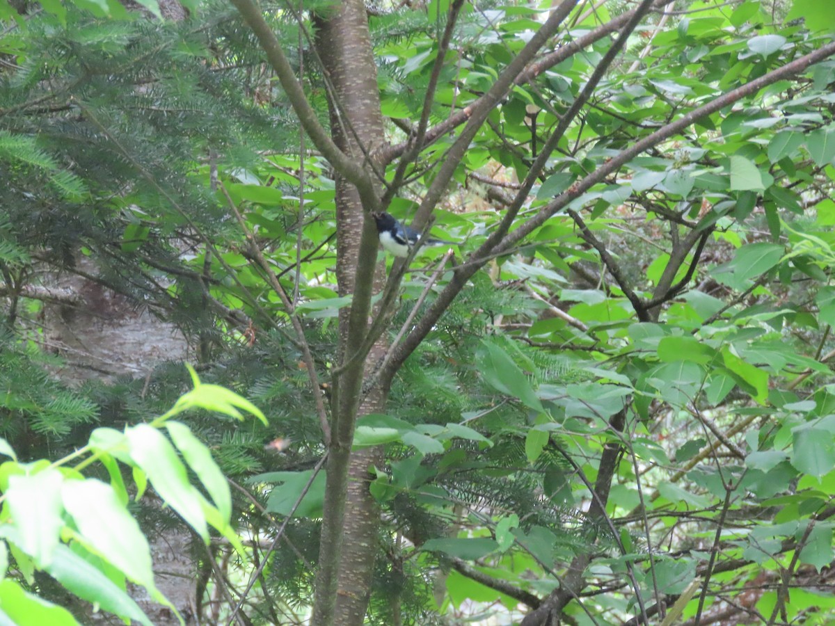 Black-throated Blue Warbler - Elizabeth Vacchino